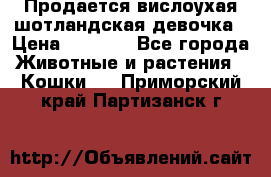 Продается вислоухая шотландская девочка › Цена ­ 8 500 - Все города Животные и растения » Кошки   . Приморский край,Партизанск г.